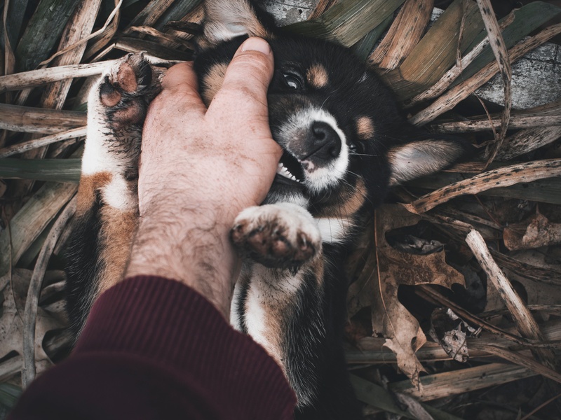Help! My Puppy is a Land Shark: A Guide to Normal Puppy Biting