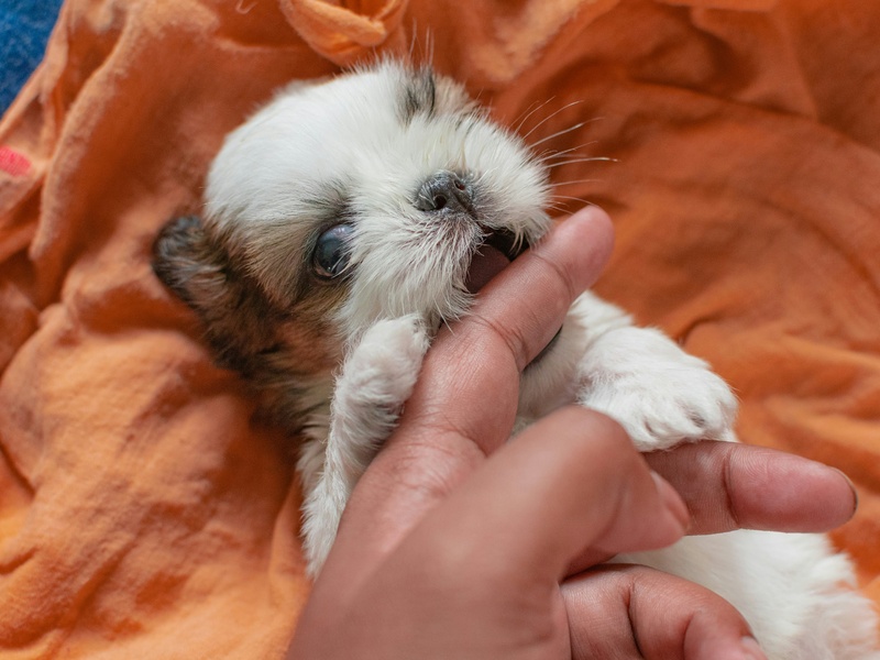 The Rugby Puppy Parentโs Guide to Surviving the 'Land Shark' Phase
